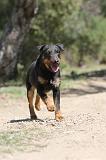 JAGDTERRIER ALLEMAND 032